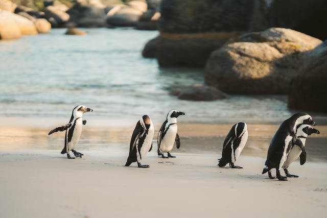 Penguins strolling on the Beach
